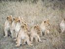 Image of Bewildered Lion Cubs