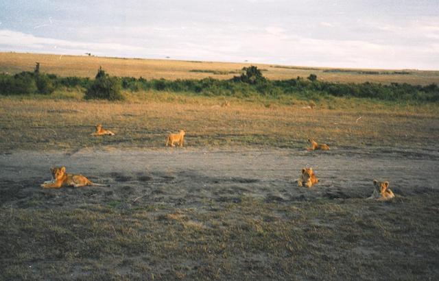 17lions