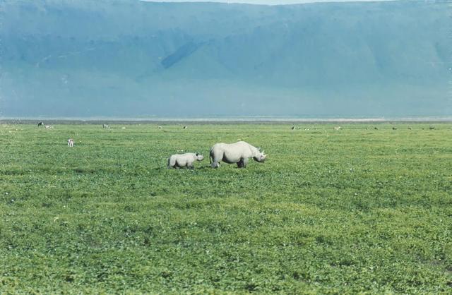 06rhinos