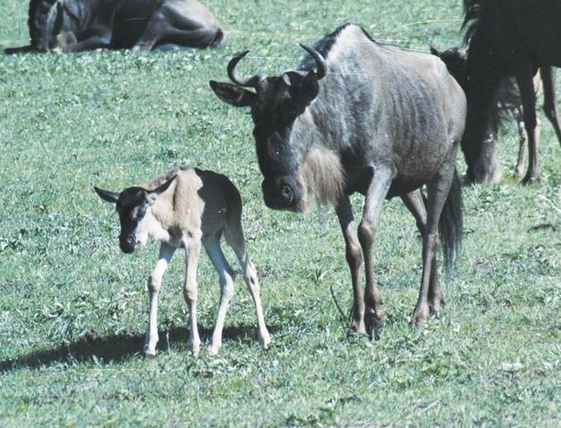 21wildebeast
